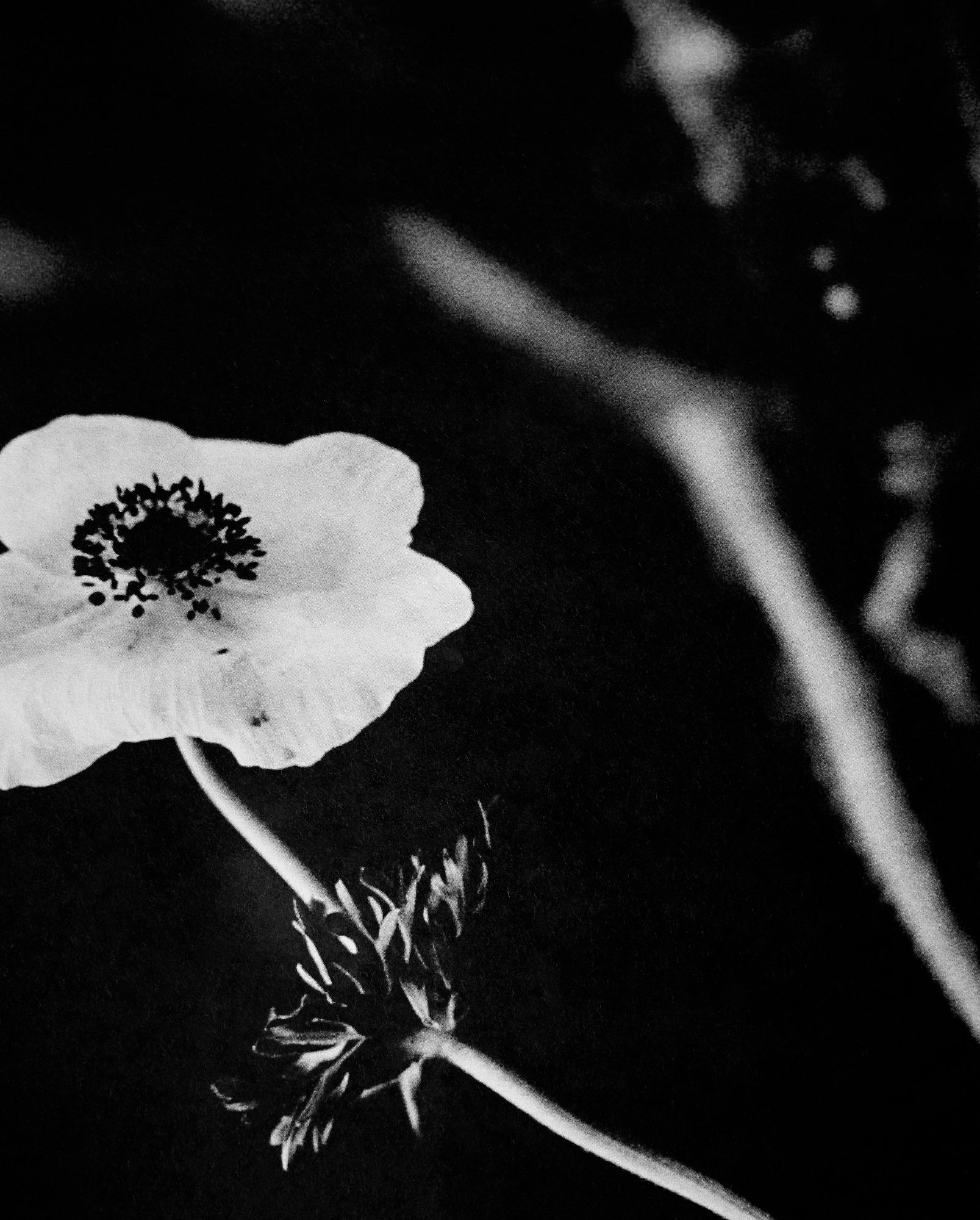 Jack Davison, Family Ikebana – Sixteen World
