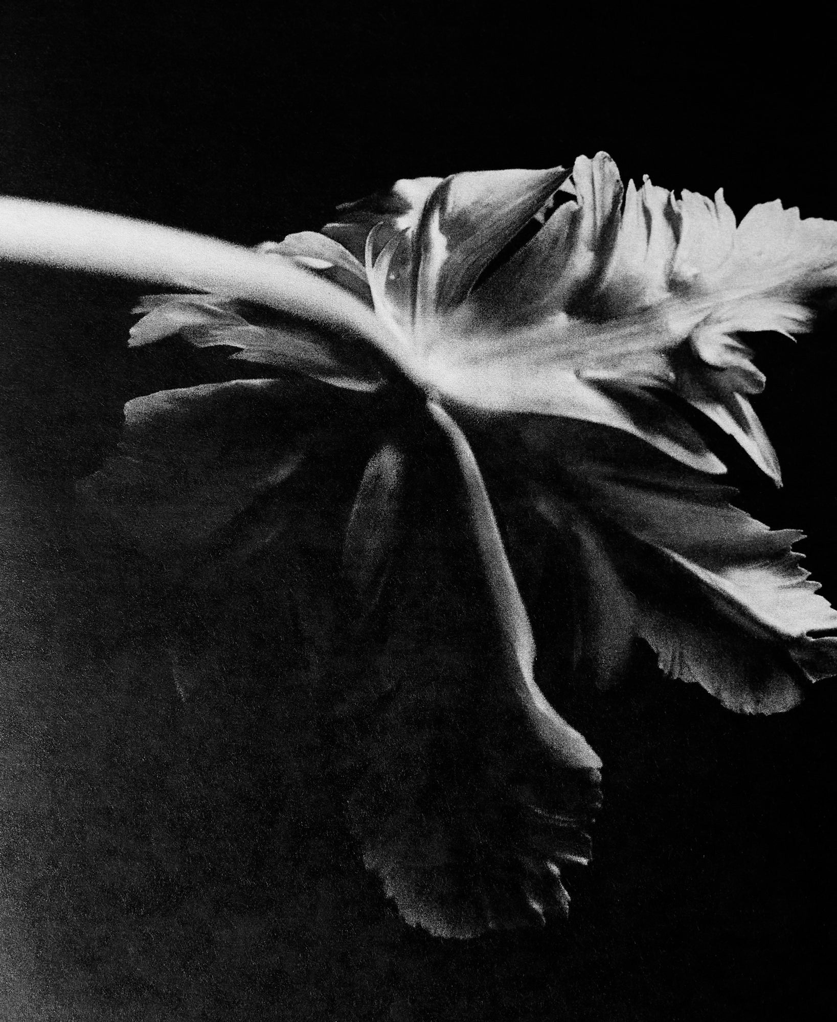 Jack Davison, Family Ikebana – Sixteen World